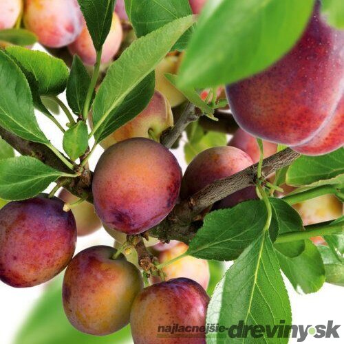 Slivka Opal na špailéri v tvare trojuholníka i, už rodiaca 160/180 cm v črepníku P24 Prunus domestica ‘Opal‘