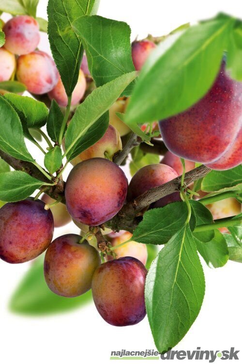 Slivka Opal na špailéri v tvare trojuholníka i, už rodiaca 160/180 cm v črepníku P24 Prunus domestica ‘Opal‘