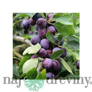 Slivka Opal velmi skorá už rodiaca, 160/180 cm v črepníku 7.5 ll, podpník slivka Wangenheimova  Prunus domestica Opal