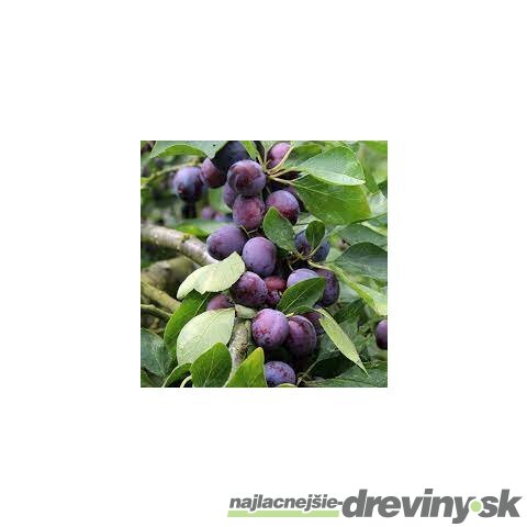 Slivka Opal velmi skorá už rodiaca, 160/180 cm v črepníku 7.5 ll, podpník slivka Wangenheimova  Prunus domestica Opal