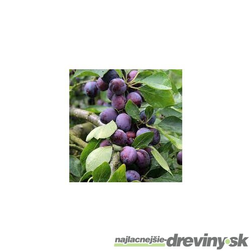 Slivka Opal velmi skorá už rodiaca, 160/180 cm v črepníku 7.5 ll, podpník slivka Wangenheimova  Prunus domestica Opal