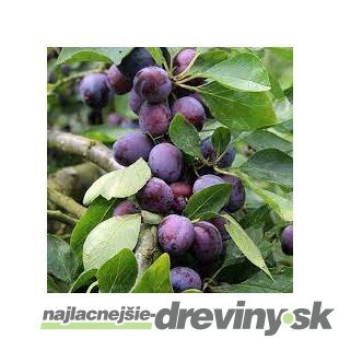 Slivka Opal velmi skorá už rodiaca, 160/180 cm v črepníku 7.5 ll, podpník slivka Wangenheimova  Prunus domestica Opal