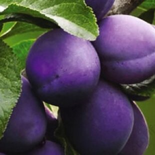 Slivka President 170/200 cm, už rodiaca v črepníku , podpník slivka Wangenheimova Prunus Domestica President