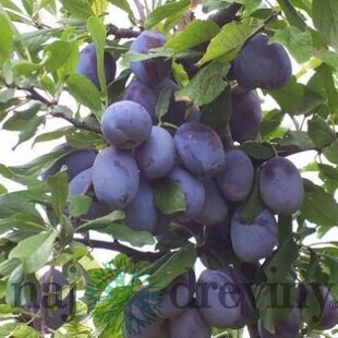 Slivka President, výška 140/180 cm, voľnokorenná, 1-ročná, podpník Slivka Wangenheimova Prunus domestica President