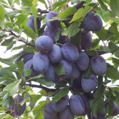 Slivka President, výška 140/180 cm, voľnokorenná, 1-ročná, podpník Slivka Wangenheimova Prunus domestica President