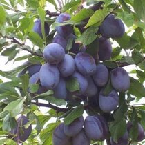 Slivka President, výška 140/180 cm, voľnokorenná, 1-ročná, podpník Slivka Wangenheimova Prunus domestica President
