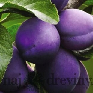 Slivka President, výška 200/250 cm obvod 8/10 cm, už rodiaca v črepníku, podpník slivka Wangenheimova Prunus Domestica President