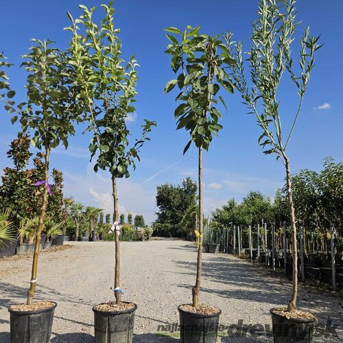 Slivka Santa Rosa, výška 200/250 cm obvod 8/10 cm, už rodiaca v črepníku, podpník slivka Wangenheimova Prunus Domestica