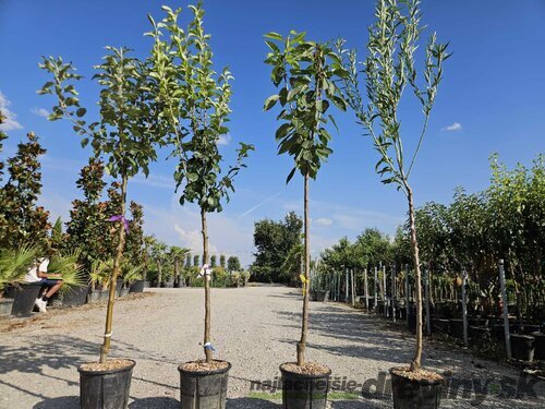 Slivka Santa Rosa, výška 200/250 cm obvod 8/10 cm, už rodiaca v črepníku, podpník slivka Wangenheimova Prunus Domestica