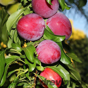 Slivka Santa Rosa, výška 200/250 cm obvod 8/10 cm, už rodiaca v črepníku, podpník slivka Wangenheimova Prunus Domestica