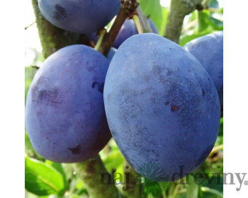 Slivka Silvia - skorá, výška 100/130 cm, v črepníku, podpník slivka Wangenheimova Prunus domestica Silvia
