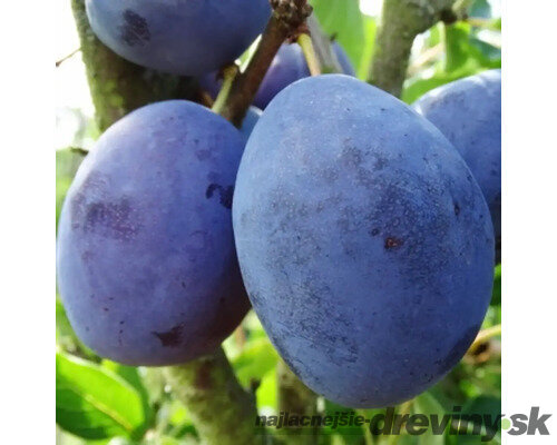 Slivka Silvia - skorá, výška 100/130 cm, v črepníku, podpník slivka Wangenheimova Prunus domestica Silvia