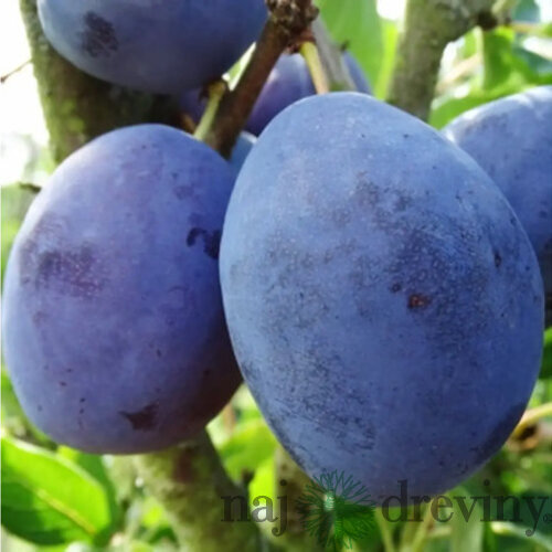Slivka Silvia - skorá, výška 100/130 cm, v črepníku, podpník slivka Wangenheimova Prunus domestica Silvia