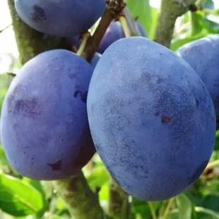 Slivka Silvia - skorá, výška 100/130 cm, v črepníku, podpník slivka Wangenheimova Prunus domestica Silvia