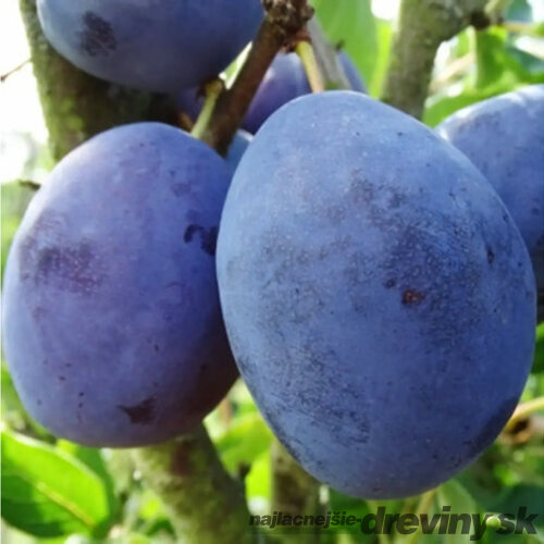 Slivka Silvia - skorá, výška 100/130 cm, v črepníku, podpník slivka Wangenheimova Prunus domestica Silvia