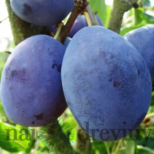Slivka Silvia - skorá, výška 100/130 cm, v črepníku, podpník slivka Wangenheimova Prunus domestica Silvia
