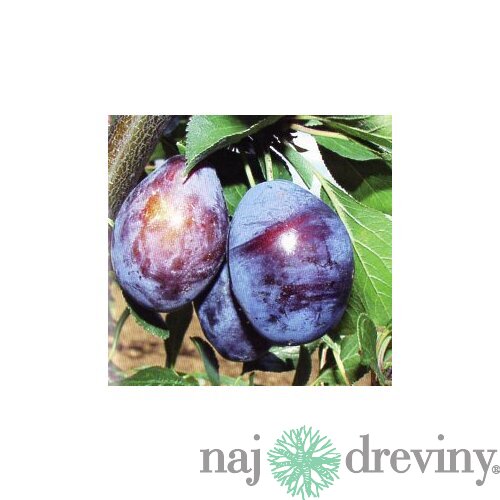 Slivka Stanley 170/200 cm, už rodiaca v črepníku , podpník slivka Wangenheimova Prunus domestica