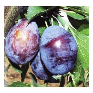 Slivka Stanley 170/200 cm, už rodiaca v črepníku , podpník slivka Wangenheimova Prunus domestica