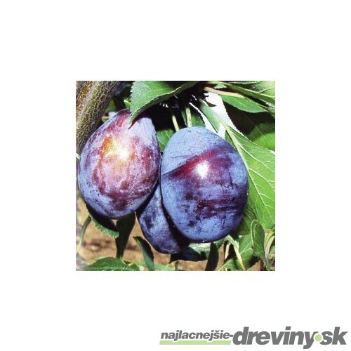 Slivka Stanley, výška 200/250 cm obvod 8/10 cm, už rodiaca v črepníku, podpník slivka Wangenheimova Prunus domestica
