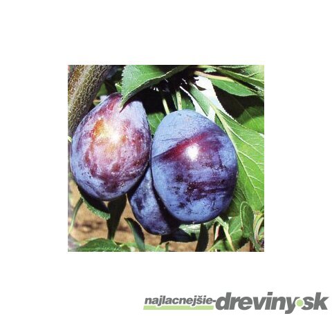 Slivka Stanley, výška 200/250 cm obvod 8/10 cm, už rodiaca v črepníku, podpník slivka Wangenheimova Prunus domestica