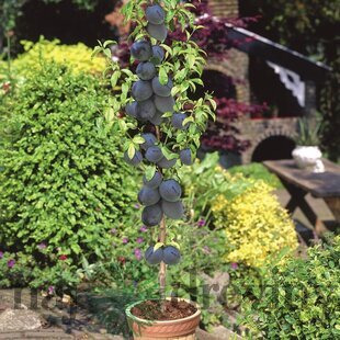 Slivka stlpovitá, voľnokorenná 1-ročná Prunus domestica