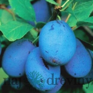 Slivka Tophit, voľnokorenná 1-ročná Prunus persica Tophit