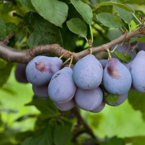 Slivka Topper, výška 160/180 cm, neskorá, podpník Myrobalán, v črepníku 5l Prunus domestica Topper