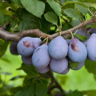 Slivka Topper, výška 160/180 cm, neskorá, podpník Myrobalán, v črepníku 5l Prunus domestica Topper