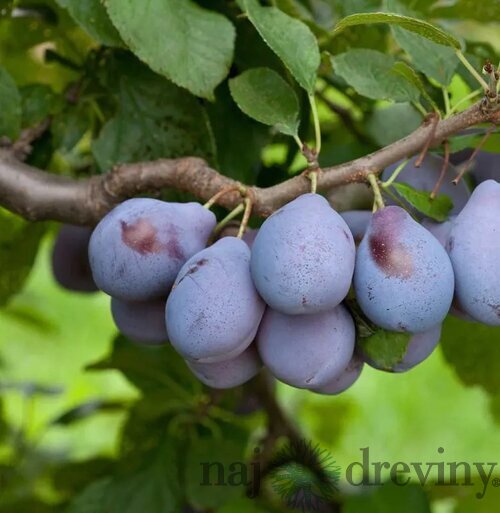Slivka Topper, výška 160/180 cm, neskorá, podpník Myrobalán, v črepníku 5l Prunus domestica Topper