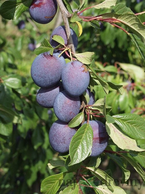 Slivka Valor - stredne neskorá, výška 100/130 cm, v črepníku, podpník slivka Wangenheimova Prunus domestica Valor