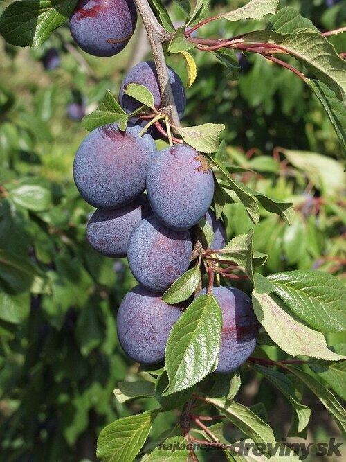 Slivka Valor - stredne neskorá, výška 100/130 cm, v črepníku, podpník slivka Wangenheimova Prunus domestica Valor