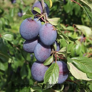 Slivka Valor - stredne neskorá, výška 100/130 cm, v črepníku, podpník slivka Wangenheimova Prunus domestica Valor