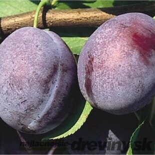 Slivka Vision - neskorá, výška 100/130 cm, v črepníku, podpník slivka Wangenheimova Prunus domestica Vision