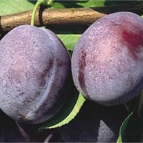 Slivka Vision - neskorá, výška 100/130 cm, v črepníku, podpník slivka Wangenheimova Prunus domestica Vision