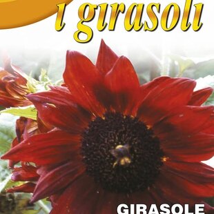 Slnečnica - RED SUN