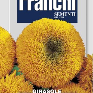 SLNEČNICA - žltá trpaslíčia, plnokvetá