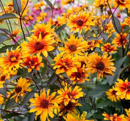 Slnečníčka drsná Burning Hearts, výška 20/40cm, v črepníku Heliopsis helianthoides ‘Burning Hearts‘