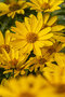 Slnečníčka drsná Oriole Single Yellow, výška 20/40cm, v črepníku Heliopsis helianthoides Oriole Single Yellow