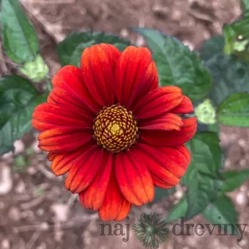 Slnečníčka drsná Red Shades, výška 20/40cm, v črepníku Heliopsis Red Shades