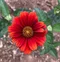Slnečníčka drsná Red Shades, výška 20/40cm, v črepníku Heliopsis Red Shades