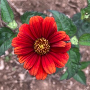 Slnečníčka drsná Red Shades, výška 20/40cm, v črepníku Heliopsis Red Shades