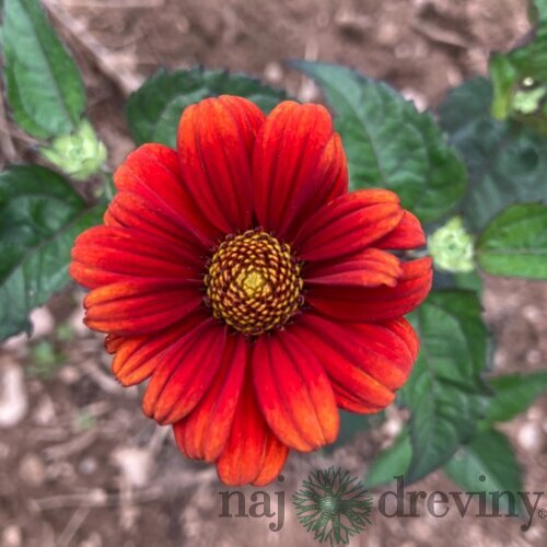 Slnečníčka drsná Red Shades, výška 20/40cm, v črepníku Heliopsis Red Shades