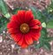 Slnečníčka drsná Red Shades, výška 20/40cm, v črepníku Heliopsis Red Shades
