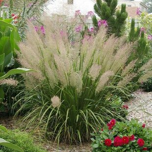 Smlz ostrokvetý Calamagrostis brachytricha
