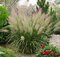Smlz ostrokvetý Calamagrostis brachytricha