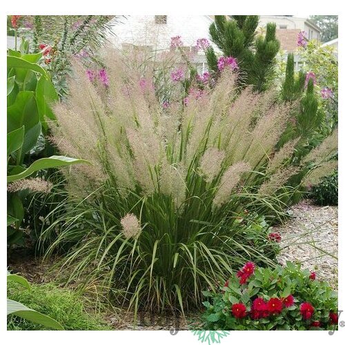 Smlz ostrokvetý Calamagrostis brachytricha
