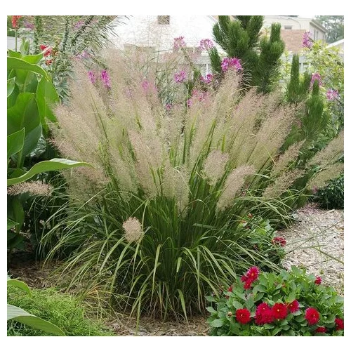 Smlz ostrokvetý Calamagrostis brachytricha