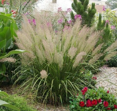 Smlz ostrokvetý Calamagrostis brachytricha