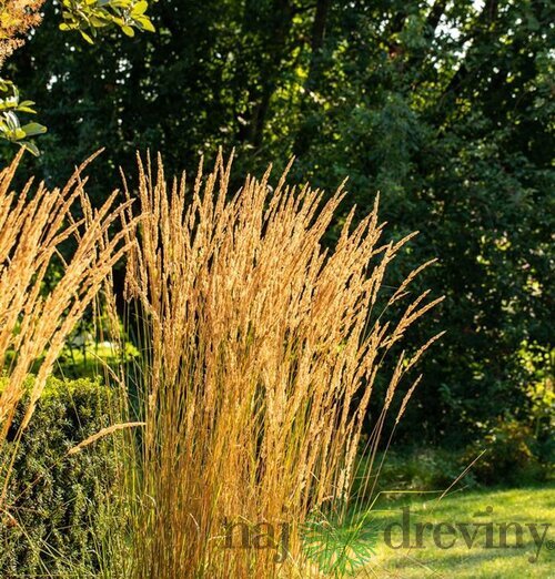 Smlz ostrokvetý Overdam, v kvetináči Calamagrostis acut. Overdam