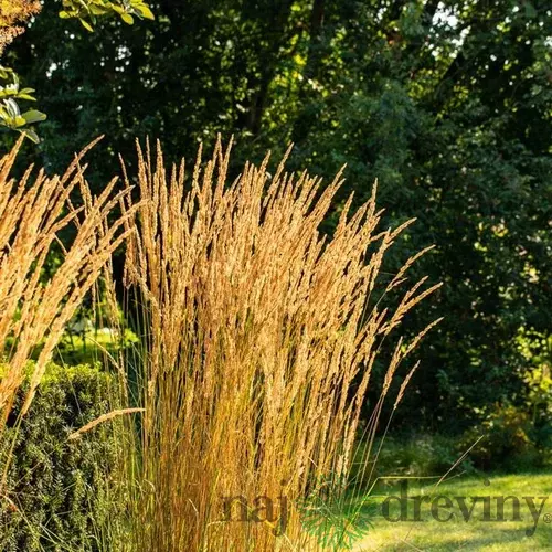 Smlz ostrokvetý Overdam, v kvetináči Calamagrostis acut. Overdam